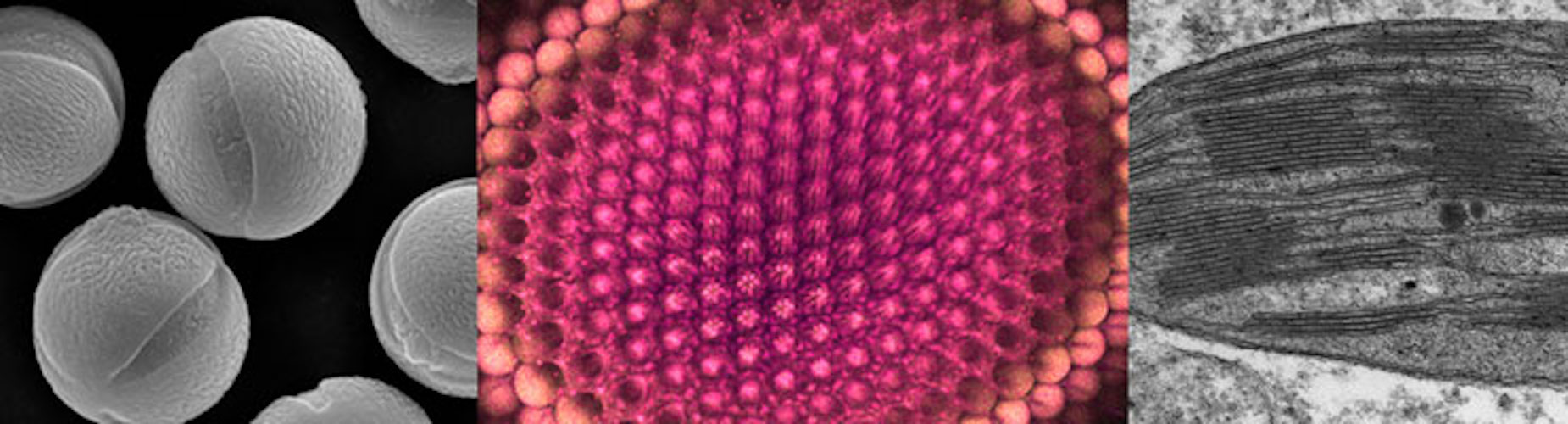 William C. and Ruth Ann Dewel Microscopy Facility